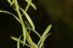 Canadian horseweed